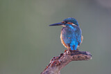 Image. Common Kingfisher