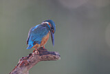 Image. Common Kingfisher