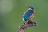 Image. Common Kingfisher