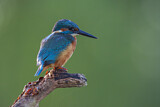 Image. Common Kingfisher