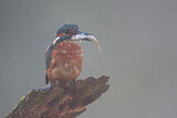 Image. Common Kingfisher