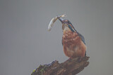 Image. Common Kingfisher
