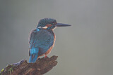 Image. Common Kingfisher