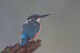 Image. Common Kingfisher