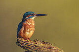 Image. Common Kingfisher