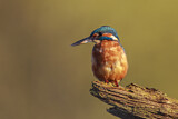 Image. Common Kingfisher