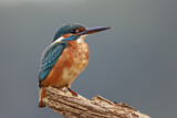 Image. Common Kingfisher