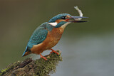 Image. Common Kingfisher
