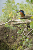 Image. Common Kingfisher