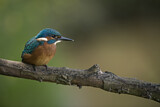 Image. Common Kingfisher