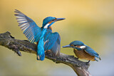 Image. Common Kingfisher