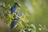 Image. Common Kingfisher