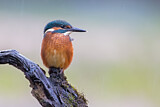 Image. Common Kingfisher