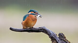 Image. Common Kingfisher