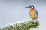 Image. Common Kingfisher