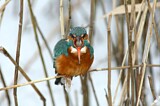 Image. Common Kingfisher