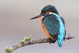 Image. Common Kingfisher
