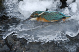 Image. Common Kingfisher