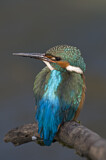 Image. Common Kingfisher