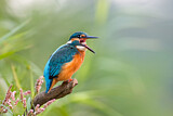 Image. Common Kingfisher