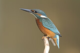 Image. Common Kingfisher