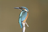 Image. Common Kingfisher