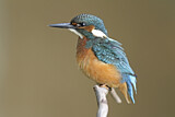 Image. Common Kingfisher
