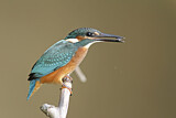 Image. Common Kingfisher