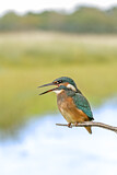 Image. Common Kingfisher