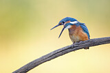 Image. Common Kingfisher