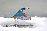 Image. Common Kingfisher