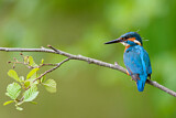 Image. Common Kingfisher