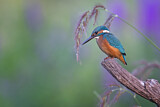 Image. Common Kingfisher