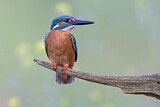 Image. Common Kingfisher