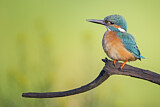 Image. Common Kingfisher