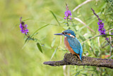 Image. Common Kingfisher