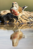 Image. Common Linnet