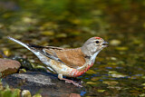 Image. Common Linnet