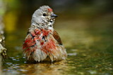 Image. Common Linnet