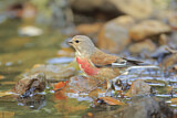 Image. Common Linnet