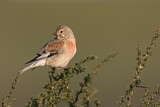 Image. Common Linnet