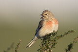 Image. Common Linnet