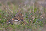 Image. Common Linnet