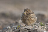 Image. Common Linnet