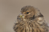 Image. Common Linnet
