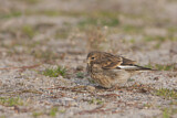 Image. Common Linnet