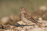 Image. Common Linnet