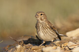 Image. Common Linnet