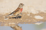 Image. Common Linnet