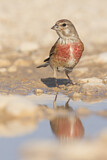 Image. Common Linnet